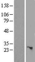 ls283130 slc25a45 human over expression lysates nm 001077241 wb testing 1