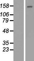 BCL9L Human Over-expression Lysates NM_182557