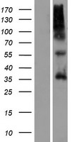ls283189 or9g4 human over expression lysates nm 001005284 wb testing 1