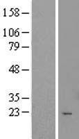 ls283237 ttc9c human over expression lysates nm 173810 wb testing 1