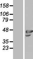 ls283298 olfml1 human over expression lysates nm 198474 wb testing 1