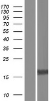 MRGPRG-AS1 Human Over-expression Lysates NM_173590