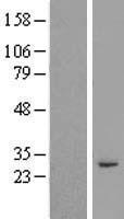ls283349 rassf3 human over expression lysates nm 178169 wb testing 1
