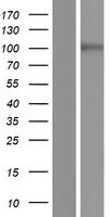 ls283383 gpr133 adgrd1 human over expression lysates nm 198827 wb testing 1