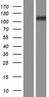 ls283455 ksr2 human over expression lysates nm 173598 wb testing 1