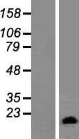 GATC Human Over-expression Lysates NM_176818