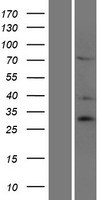 ls283514 siah3 human over expression lysates nm 198849 wb testing 1