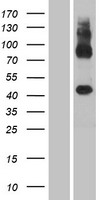 ls283554 gpr137c human over expression lysates nm 001099652 wb testing 1