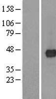 ls283578 tmed8 human over expression lysates nm 213601 wb testing 1