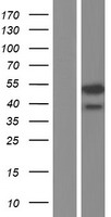 ls283643 tedc1 human over expression lysates nm 001134875 wb testing 1