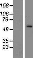 ls283652 slc24a5 human over expression lysates nm 205850 wb testing 1