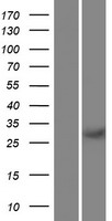 ls283677 rec114 human over expression lysates nm 001042367 wb testing 1