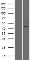 FAM154B (SAXO2) Human Over-expression Lysates NM_001008226