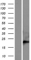 FAM169B Human Over-expression Lysates NM_182562