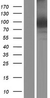 EXOC3L1 Human Over-expression Lysates NM_178516