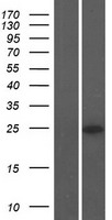 NPW Human Over-expression Lysates NM_001099456