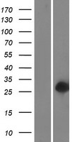 ls283897 c16orf54 human over expression lysates nm 175900 wb testing 1