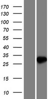 ls283927 nudt7 human over expression lysates nm 001105663 wb testing 1