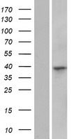 ls283951 c16orf91 human over expression lysates nm 001010878 wb testing 1