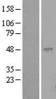 ls283971 clec18c human over expression lysates nm 173619 wb testing 1