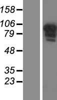 ls284047 ccdc144b human over expression lysates nm 182568 wb testing 1