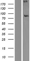 NEK8 Human Over-expression Lysates NM_178170