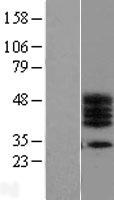 ls284099 c17orf78 human over expression lysates nm 173625 wb testing 1
