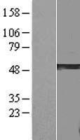 ls284110 gsdma human over expression lysates nm 178171 wb testing 1