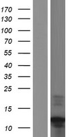 C17orf89 (NDUFAF8) Human Over-expression Lysates NM_001086521