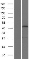 ls284312 zscan1 human over expression lysates nm 182572 wb testing 1