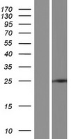 ls284323 znf780a human over expression lysates nm 001142579 wb testing 1