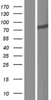 ls284349 znf283 human over expression lysates nm 181845 wb testing 1
