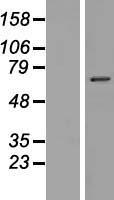 ls284353 nkpd1 human over expression lysates nm 198478 wb testing 1