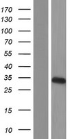 C19orf63 (EMC10) Human Over-expression Lysates NM_175063