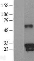 Kallikrein 9 (KLK9) Human Over-expression Lysates NM_012315