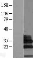 ls284369 c19orf75 siglecl1 human over expression lysates nm 173635 wb testing 1