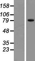 ls284370 znf615 human over expression lysates nm 198480 wb testing 1