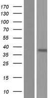 ls284383 or2z1 human over expression lysates nm 001004699 wb testing 1