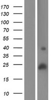 ls284422 c19orf77 smim24 human over expression lysates nm 001136503 wb testing 1