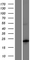 ls284428 mbd3l5 human over expression lysates nm 001136507 wb testing 1