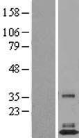 ls284467 tafa3 human over expression lysates nm 182759 wb testing 1