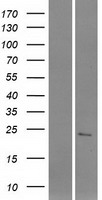 ls284546 c1orf185 human over expression lysates nm 001136508 wb testing 1