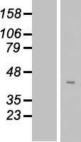 ls284611 fam102b human over expression lysates nm 001010883 wb testing 1