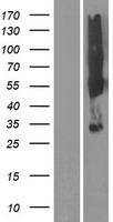 SYPL2 Human Over-expression Lysates NM_001040709