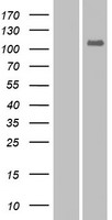 EPHA10 Human Over-expression Lysates NM_001099439