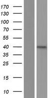 ls284759 sirpb2 human over expression lysates nm 001122962 wb testing 1