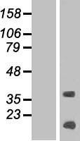 ls284827 krtap13 4 human over expression lysates nm 181600 wb testing 1