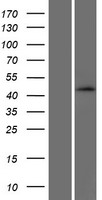 SEC14L4 Human Over-expression Lysates NM_174977