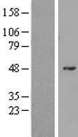 ls284944 dnhl1 human over expression lysates nm 173645 wb testing 1
