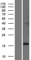 ls285016 alkal2 human over expression lysates nm 001002919 wb testing 1